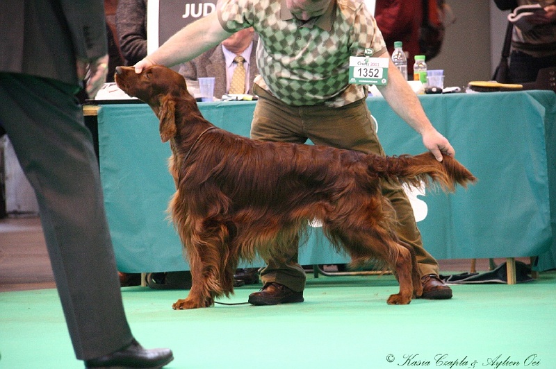 Crufts2011 814.jpg